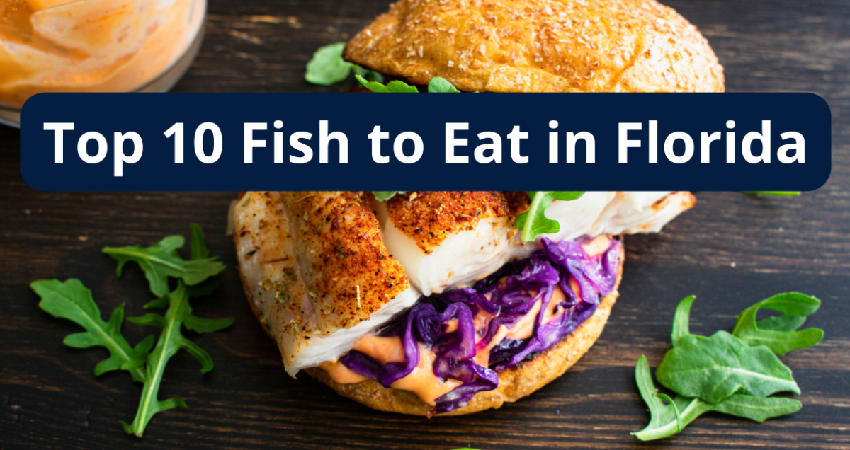 Top 10 Fish To Eat in Florida